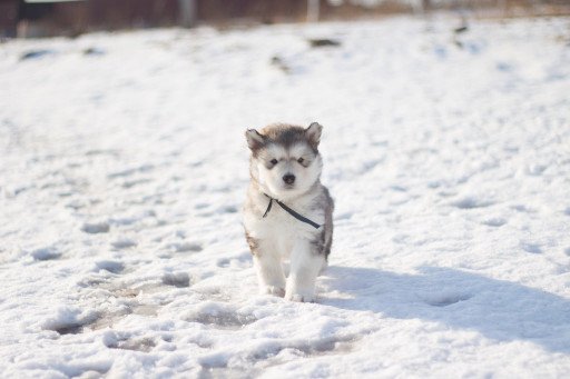 The Comprehensive Guide to Raising a Siberian Dog Puppy