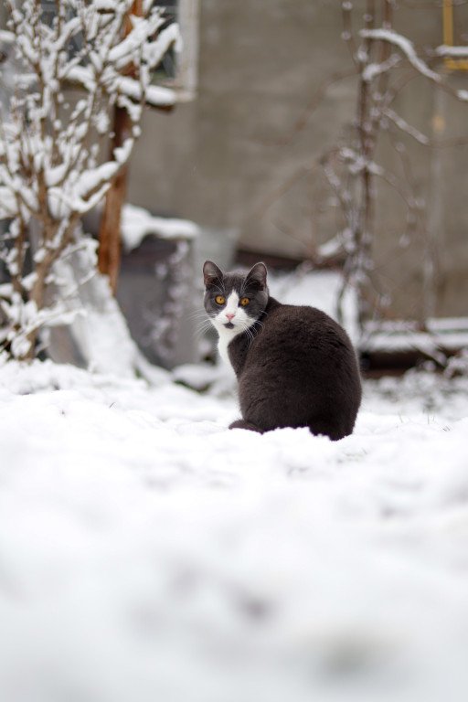 winter cat shelter