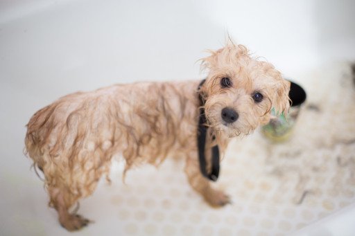 The Ultimate Guide to Frenchtown Dog Wash: Pampering Your Pooch Perfected