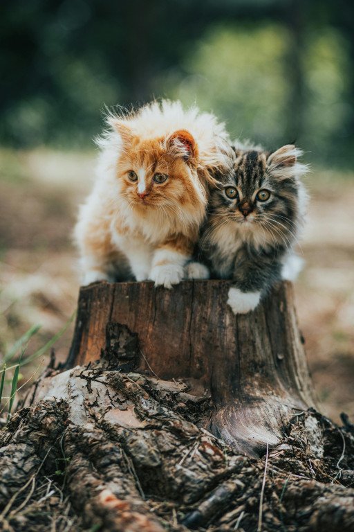 Understanding Siberian Forest Cat Prices: A Comprehensive Guide