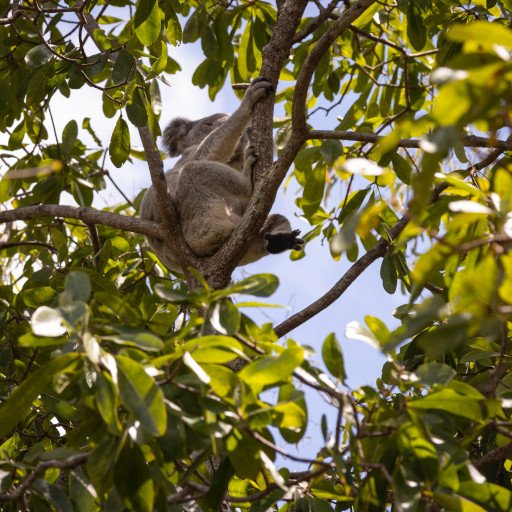 Understanding the Economics of Koala Conservation