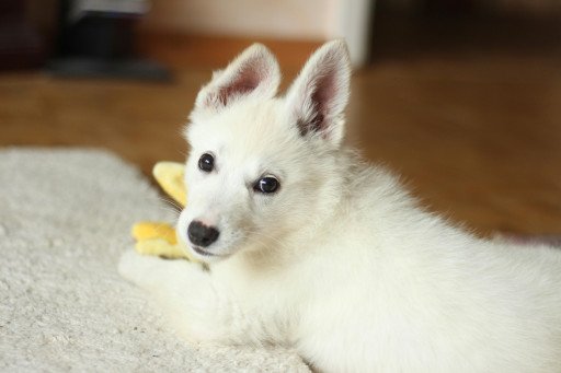 White Jindo Dog Characteristics