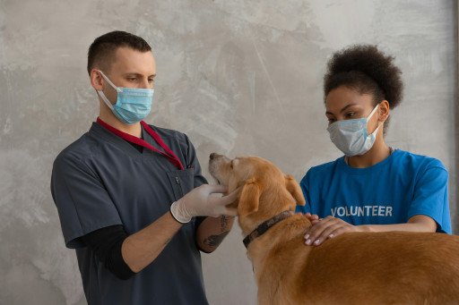 Exceptional Veterinary Care Services