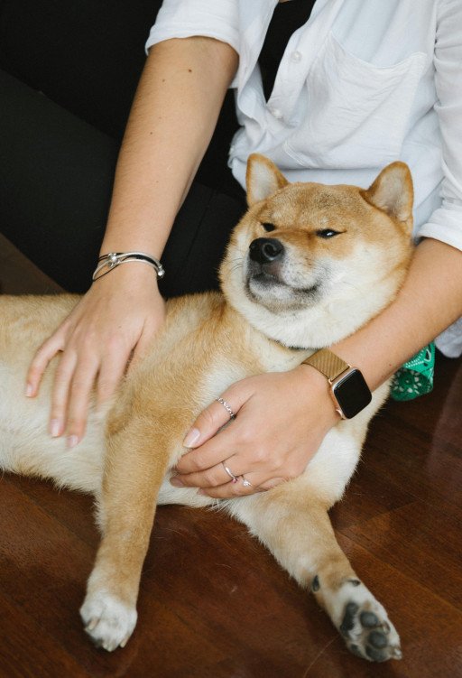 The Comprehensive Guide to Understanding the Shiba Inu and Jindo Dog Breeds