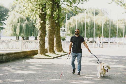 The Comprehensive Guide to Choosing the Best Dog Walking Companies