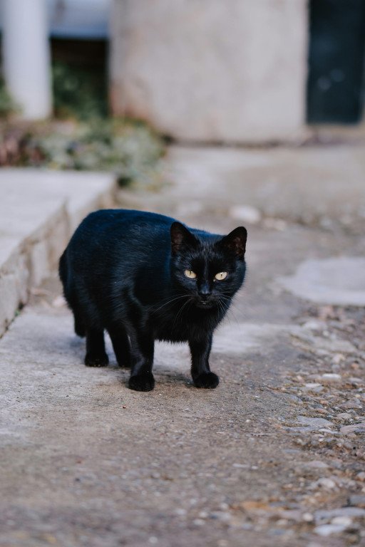 The Comprehensive Guide to the Ragamuffin Black Ragdoll Cat Breed