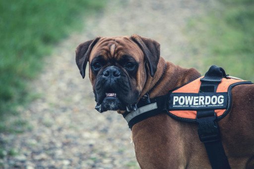 Understanding the Magnificent Blend: The Cane Corso English Mastiff