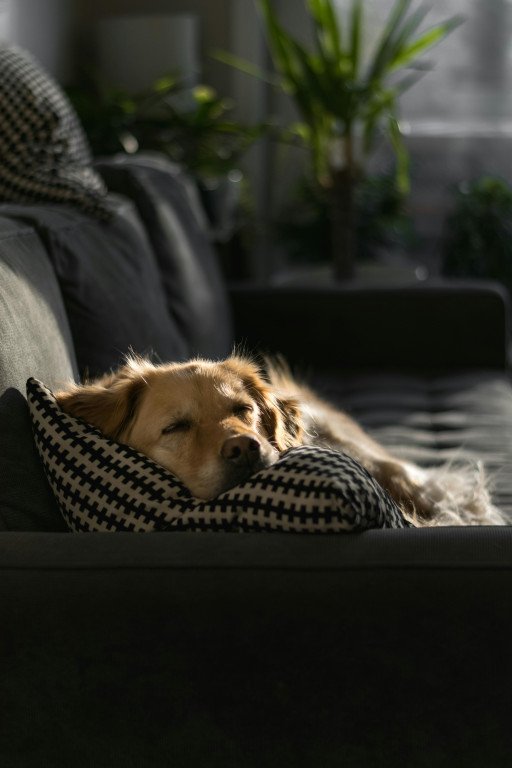 Understanding the Sleepy Chihuahua: Insights into Your Pet's Resting Behavior