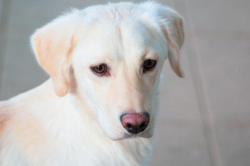 The Comprehensive Guide to Cute Dogs: Spotlight on the Golden Retriever