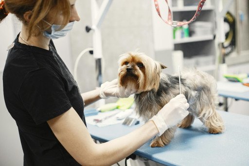 The Essential Guide to Luxurious Pet Care and Grooming at Precious Paws