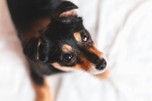 Weiner Dogs for Sale: Your Ultimate Guide to Adopting a Dachshund