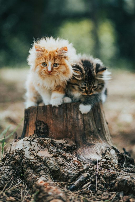 The Comprehensive Guide to Small Cat Breeds That Don't Shed