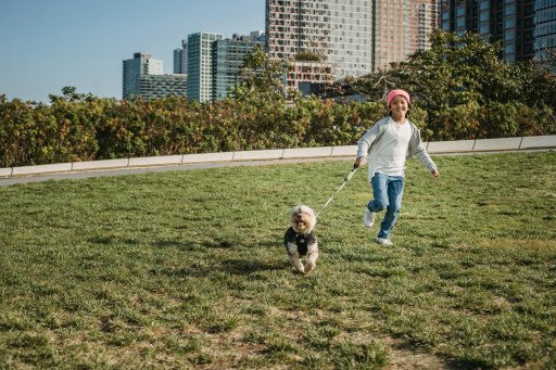 Outdoor Dog Run Ideas: Designing the Perfect Haven for Your Canine Companion