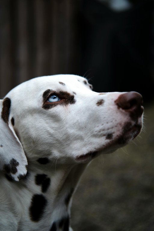 The Ultimate Guide to Finding the Perfect Dalmatian Companion